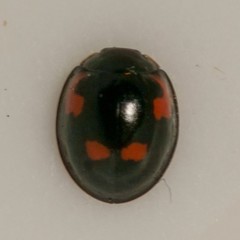 Exochomus quadripustulatus