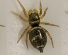 Heliophanus tribulosus