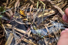 Phanogomphus militaris