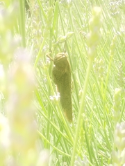 Anacridium aegyptium