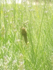 Anacridium aegyptium