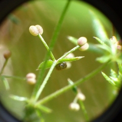 Macroglossum stellatarum