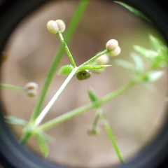 Macroglossum stellatarum