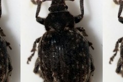 Strophosoma faber