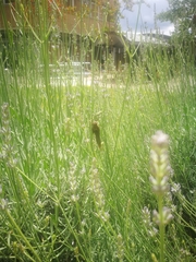 Anacridium aegyptium