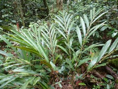 Renealmia longifolia