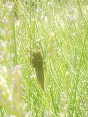 Anacridium aegyptium