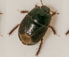 Microporus nigrita