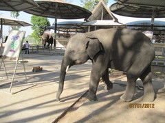 Elephantidae