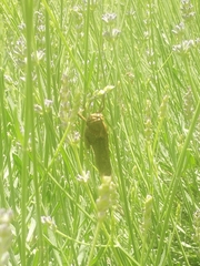 Anacridium aegyptium