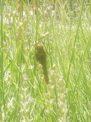 Anacridium aegyptium