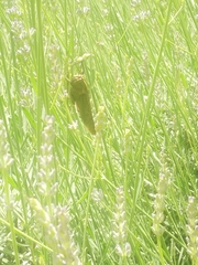 Anacridium aegyptium