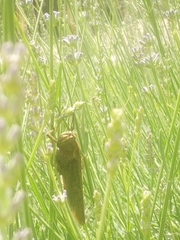 Anacridium aegyptium