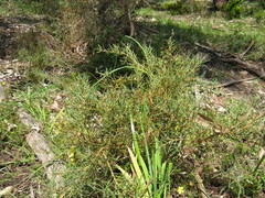 Hakea rugosa