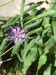 Phyteuma scheuchzeri