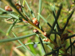 Hakea rugosa