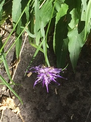 Phyteuma scheuchzeri