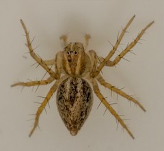 Oxyopes