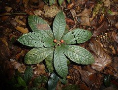 Psychotria micheliana