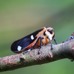 Eurymela fenestrata