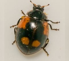 Adalia bipunctata