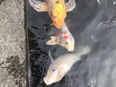 Cyprinus rubrofuscus