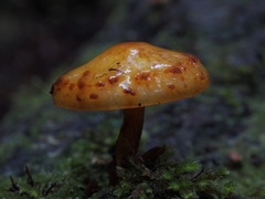 Pholiota glutinosa