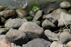 Cladophora glomerata