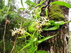Flagellaria indica