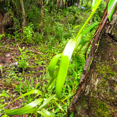 Flagellaria indica