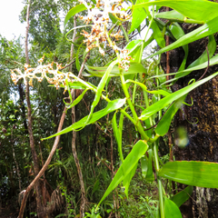Flagellaria indica