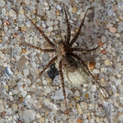 Pardosa