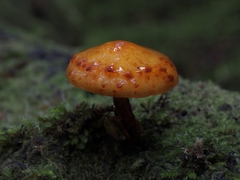 Pholiota glutinosa