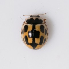 Propylea quatuordecimpunctata