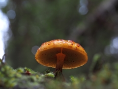 Pholiota glutinosa