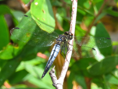 Lyriothemis mortoni