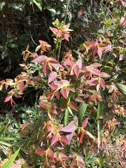 Vaccinium japonicum lasiostemon