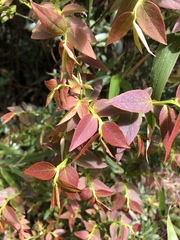 Vaccinium japonicum lasiostemon