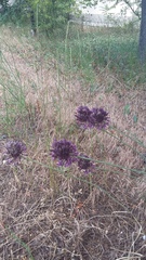 Allium atroviolaceum