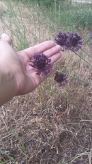 Allium atroviolaceum