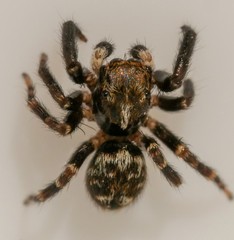 Pseudeuophrys erratica