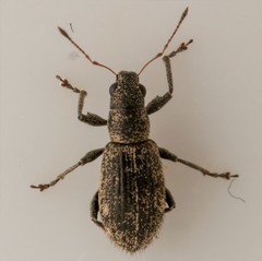 Polydrusus inustus