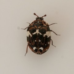 Anthrenus angustefasciatus