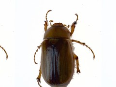 Rhizotrogus aestivus