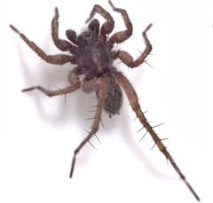 Pardosa