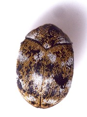 Anthrenus verbasci