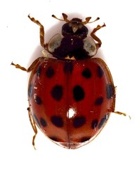 Harmonia axyridis
