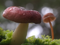 Russula roseopileata