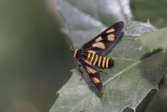 Eressa angustipenna