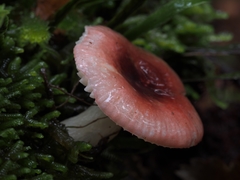 Russula roseopileata